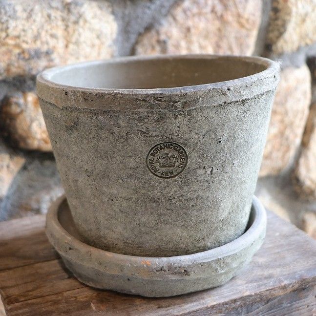 希少plants monsters 作家鉢 陶器 検）塊根植物 アガベ パキプス