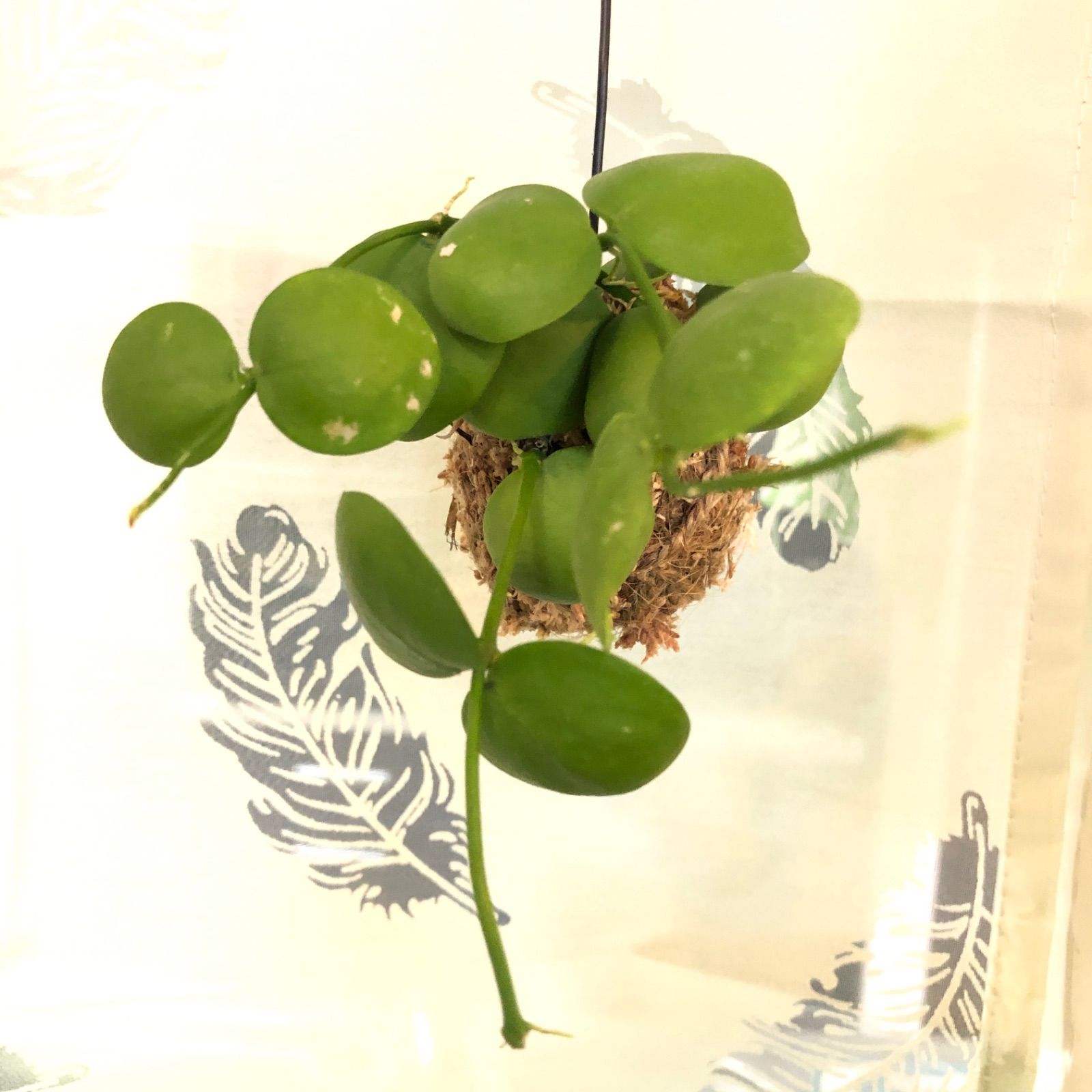 ディスキディア ナムコック 水苔 苔玉 ハンギング - メルカリ