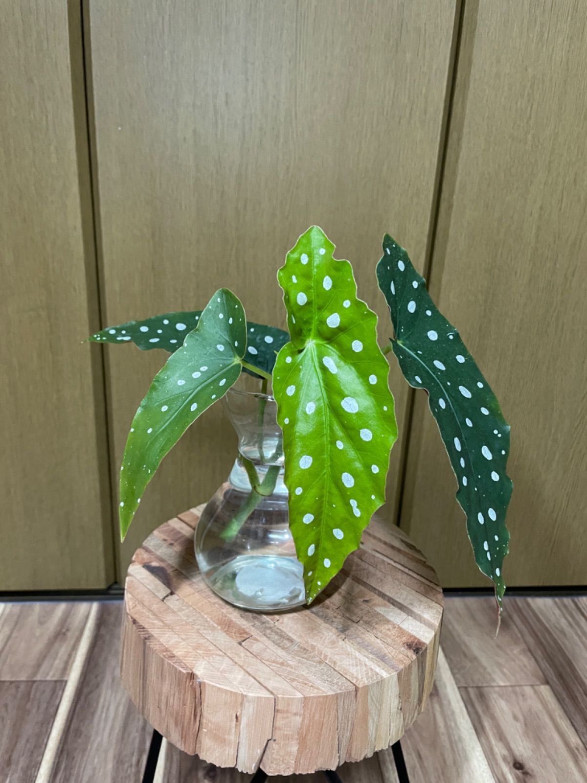 ベゴニア マクラータ 挿し苗 トップカット苗 水耕栽培 観葉植物