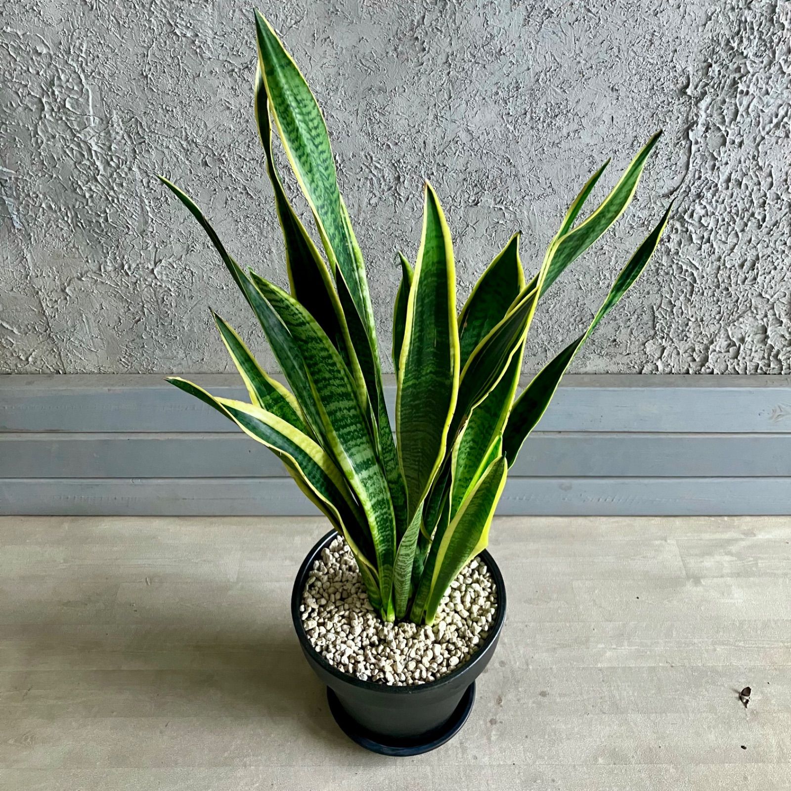 テラコッタ鉢植え