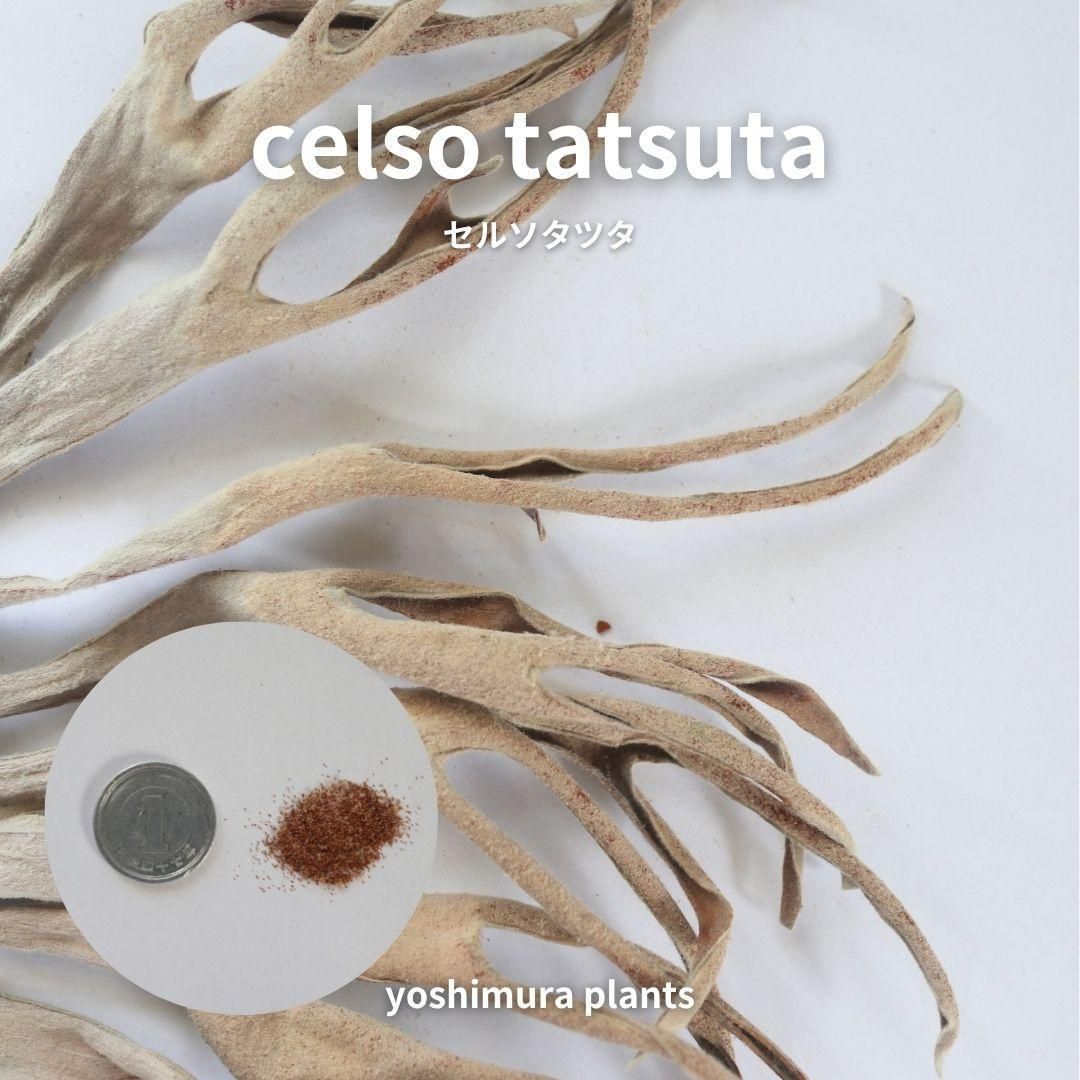 胞子] celso tatsuta セルソタツタ ビカクシダ - メルカリ