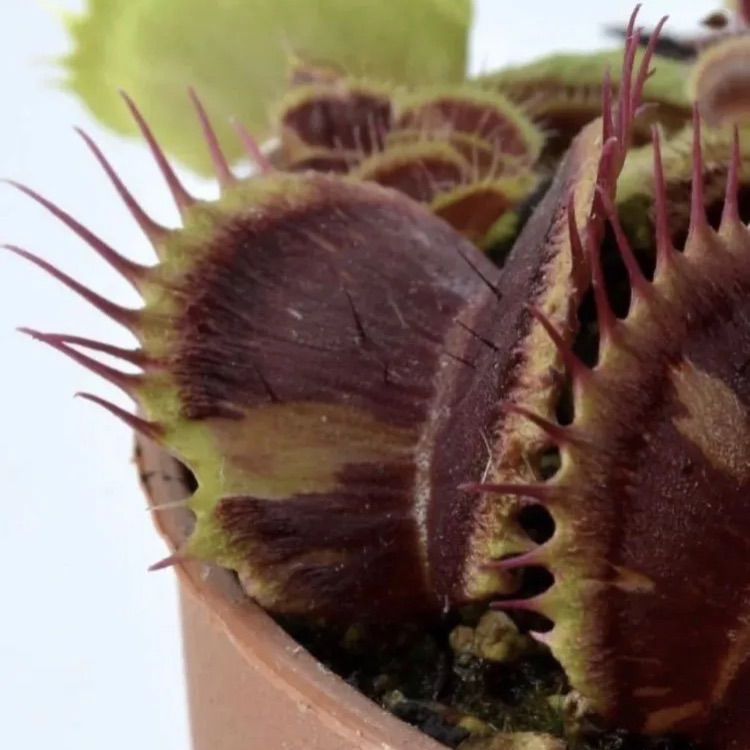 Dionaea muscipula Schup Destruction (Diflora) CK ディオネア シュップデストラクション ハエトリソウ  ハエトリグサ 食虫植物 観葉植物 - メルカリ