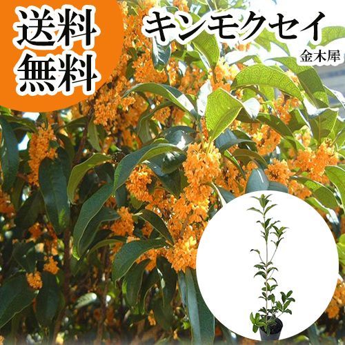 【 単 品 】キンモクセイ樹高0.6m前後15cmポット