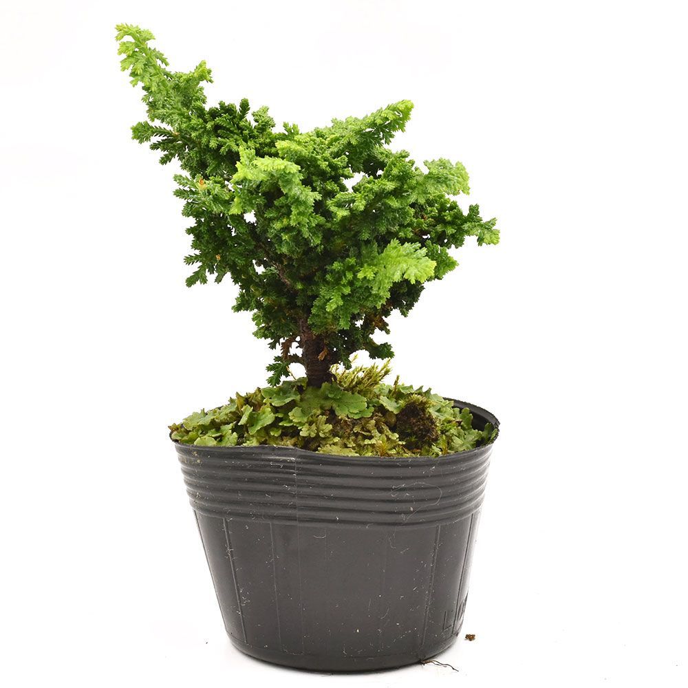 石化桧 中品盆栽／樹齢20年直送kaz 盆栽 石化ヒノキ(石化檜)2.5