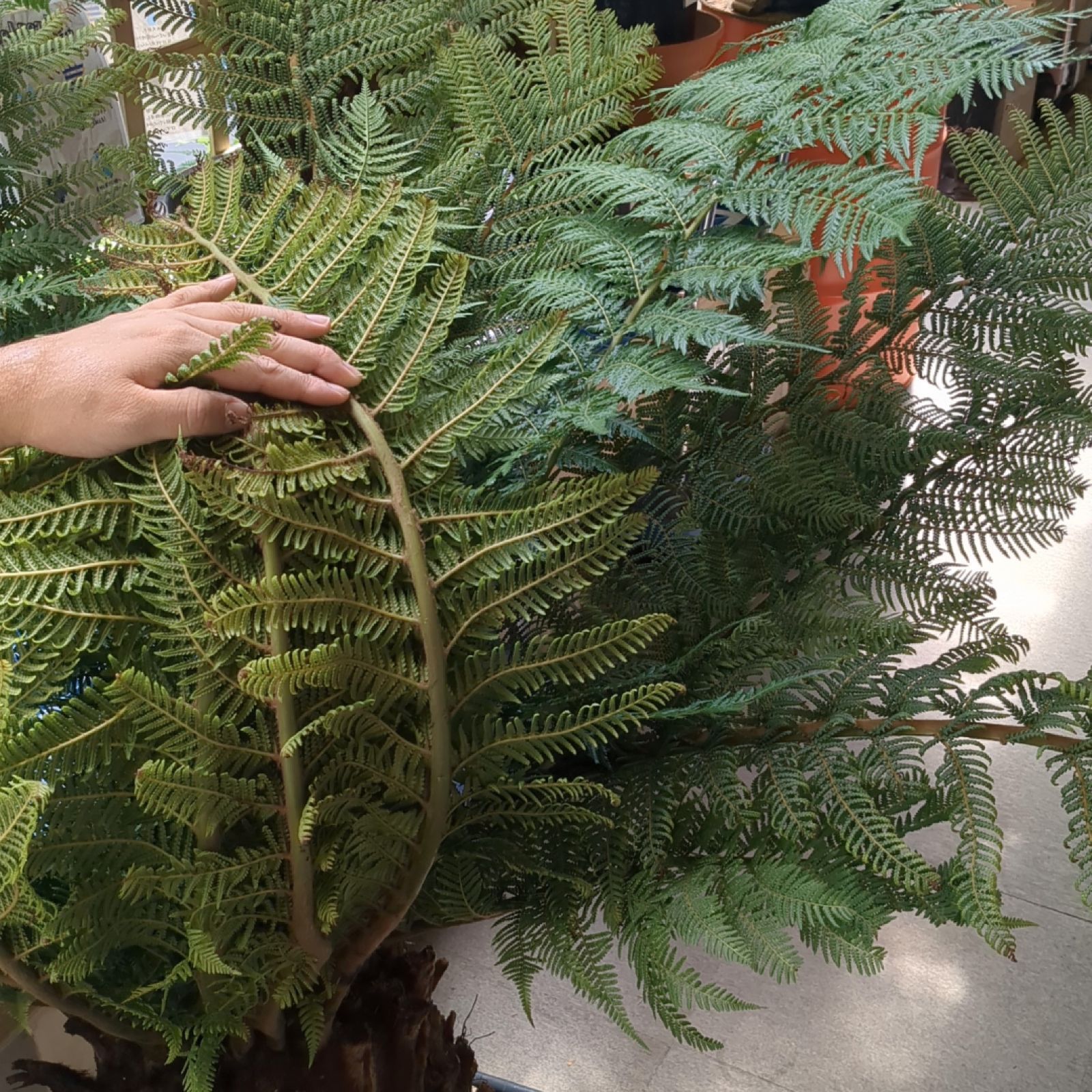 ディクソニア　アンタルクティカ極太【B】 ディクソニア アンタルクティカ極太【B】 極太 新葉