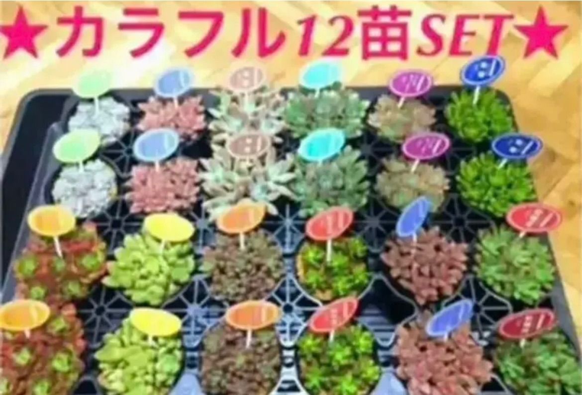 即購入OK❗️【☆大人気の多肉植物12苗SET☆再販❗️オマケ付き