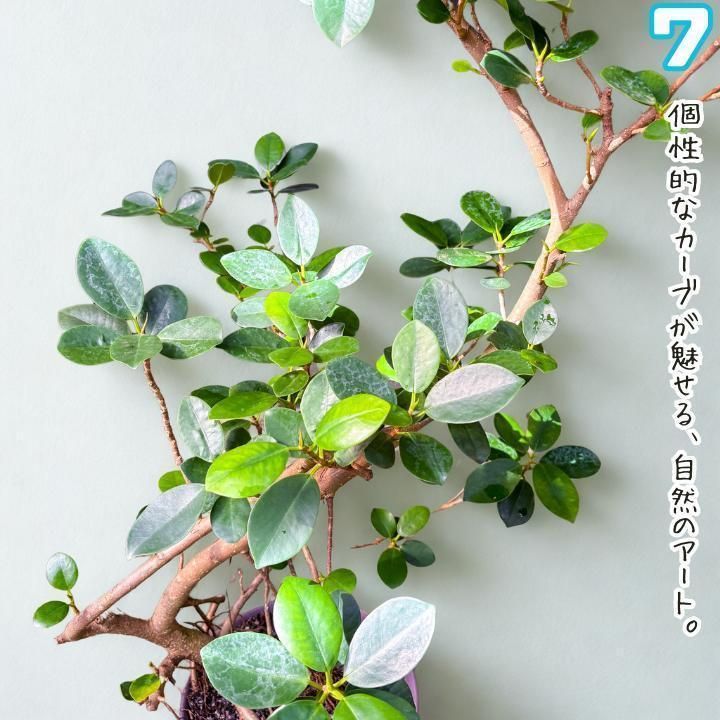 ✨パンダガジュマル No.7【盆栽仕立て】✨ ✨パンダガジュマル No.7【盆栽仕立て】✨ - メルカリ