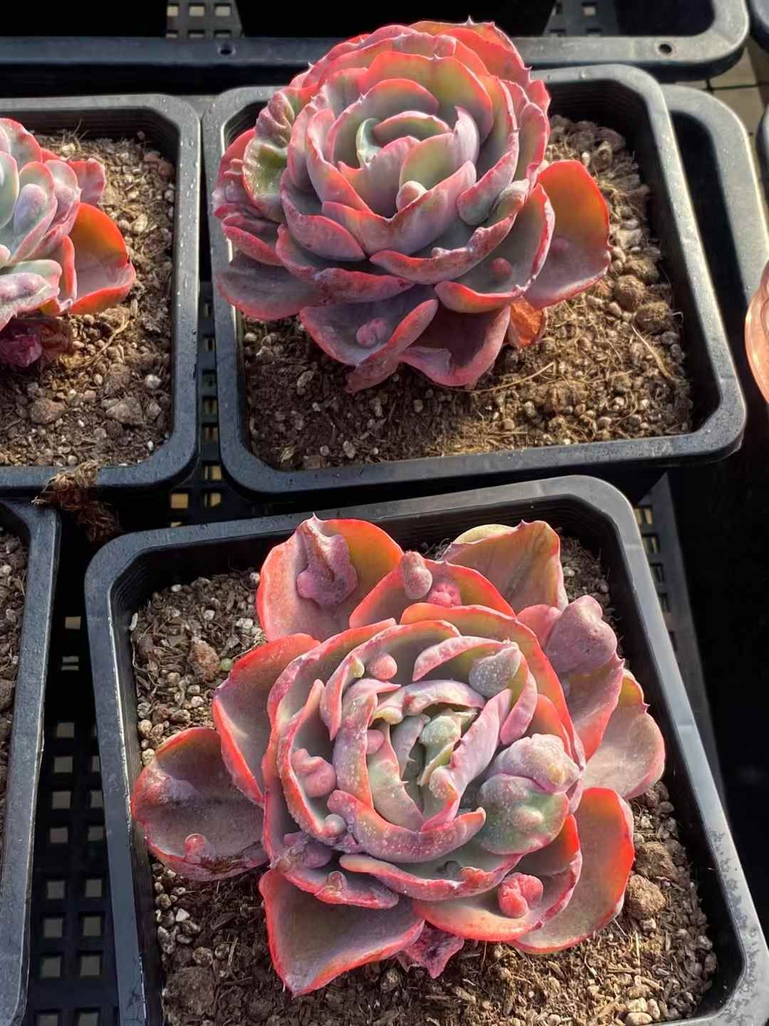 新発売 8株セット ディックライト 抜き苗 多肉植物 佐川急便発送