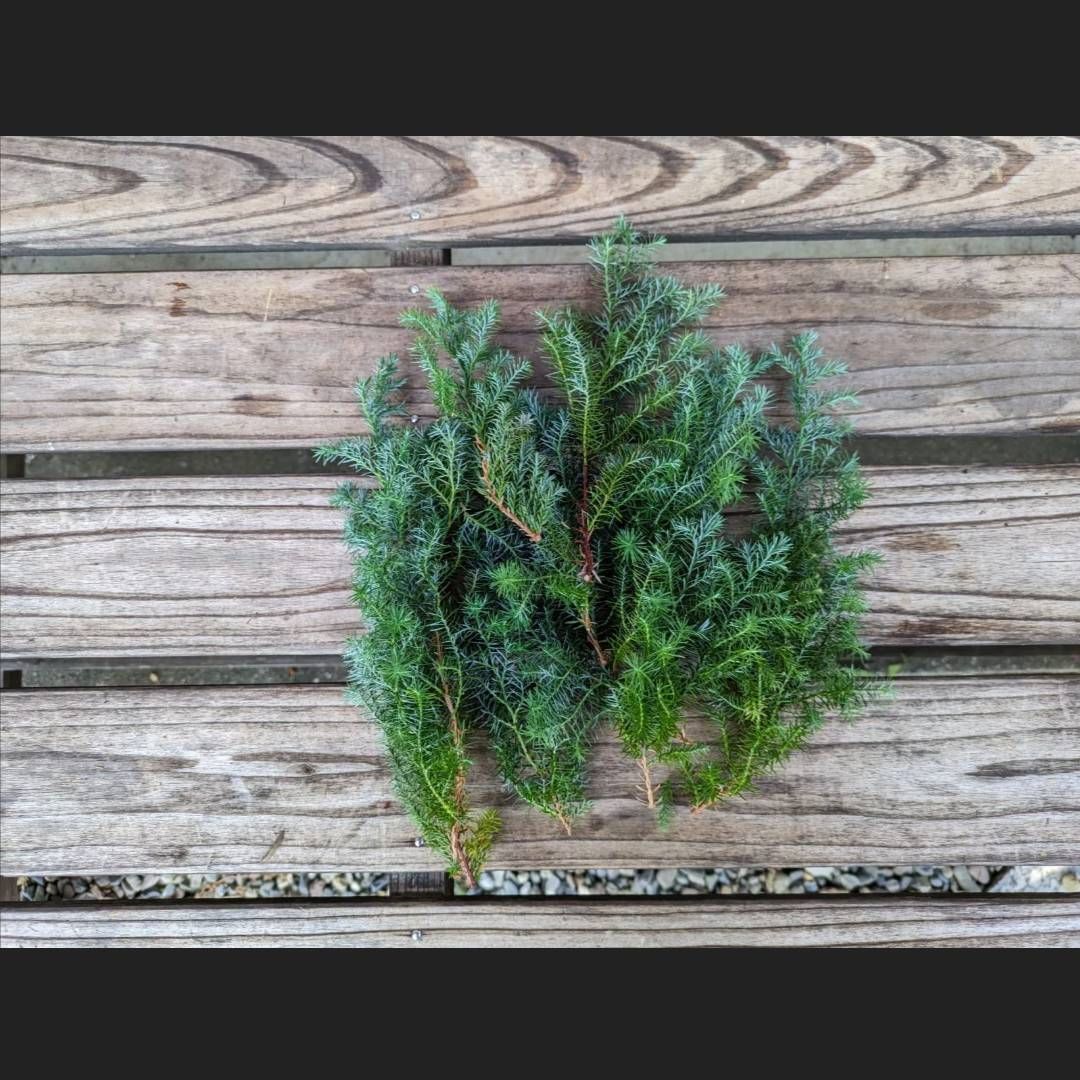 ✨50本【405】ヒムロ杉 ヒムロスギ 薩摩杉 針葉樹 リース スワッグ