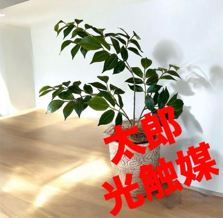 光触媒 人工観葉植物 ウォールグリーン フェイクグリーン シーグレープ