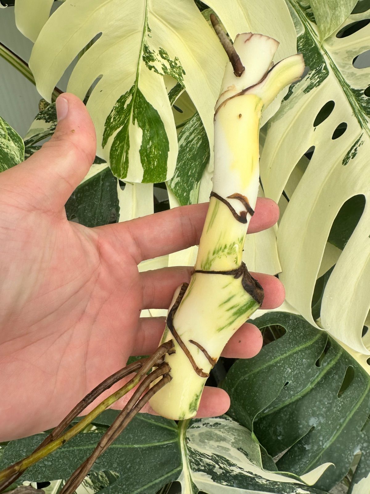 M*♡様 【発根済み】極上6葉付き 斑入りモンステラ　ホワイトタイガー 極上散り 12 フラワー・ガーデニング M*♡様 【発根済み】極上6葉付き