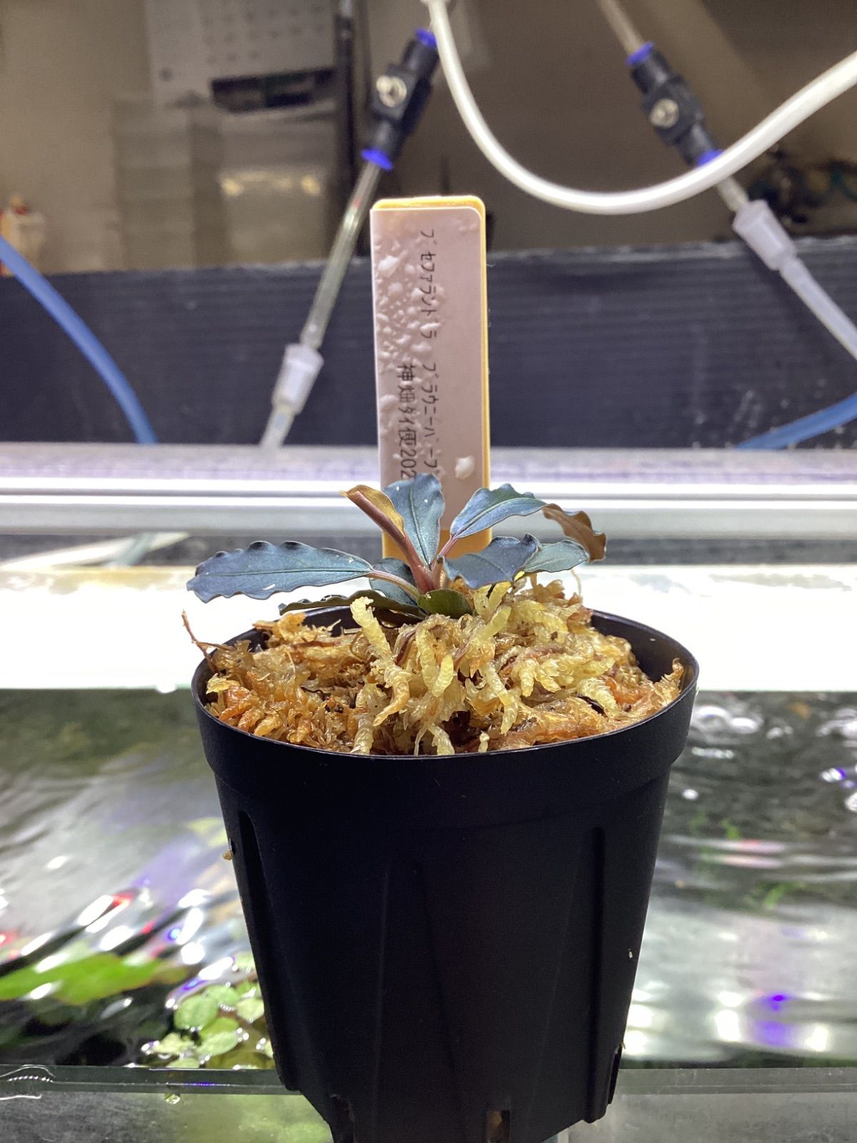 Bucephalandra sp.purple 2020 カミハタ便 Bucephalandra sp Purple カミハタ2020【カミハタ便