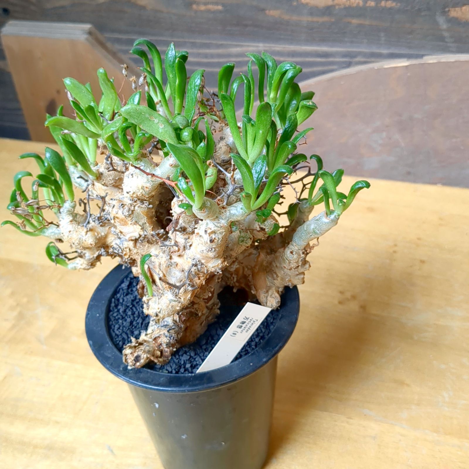 チレコドン 万物想 【 現品 】発根済み 鉢のまま発送 - メルカリ