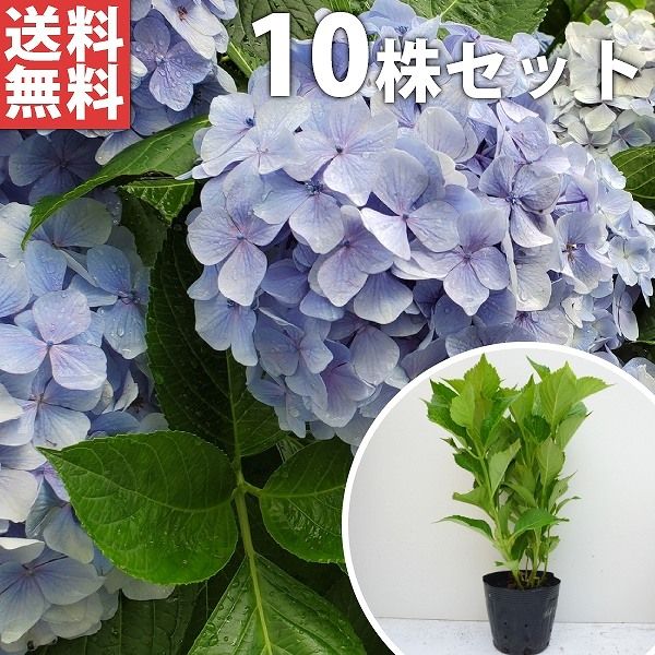苗|苗木 10本セット アジサイ 青 樹高0.3m前後 15cmポット 青花 アオ あじさい 紫陽花 西洋アジサイ 苗木 苗 植木 庭木 生け垣 ka 10本 10