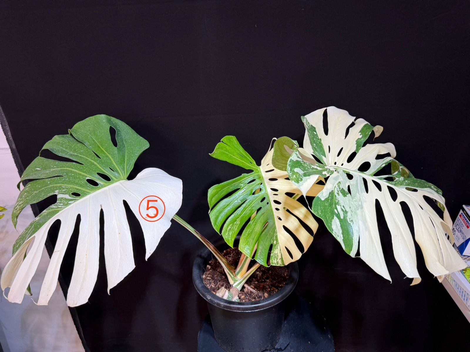 ミムー様専用 Foliaged様専用 ミムー様専用 ビカクシダ