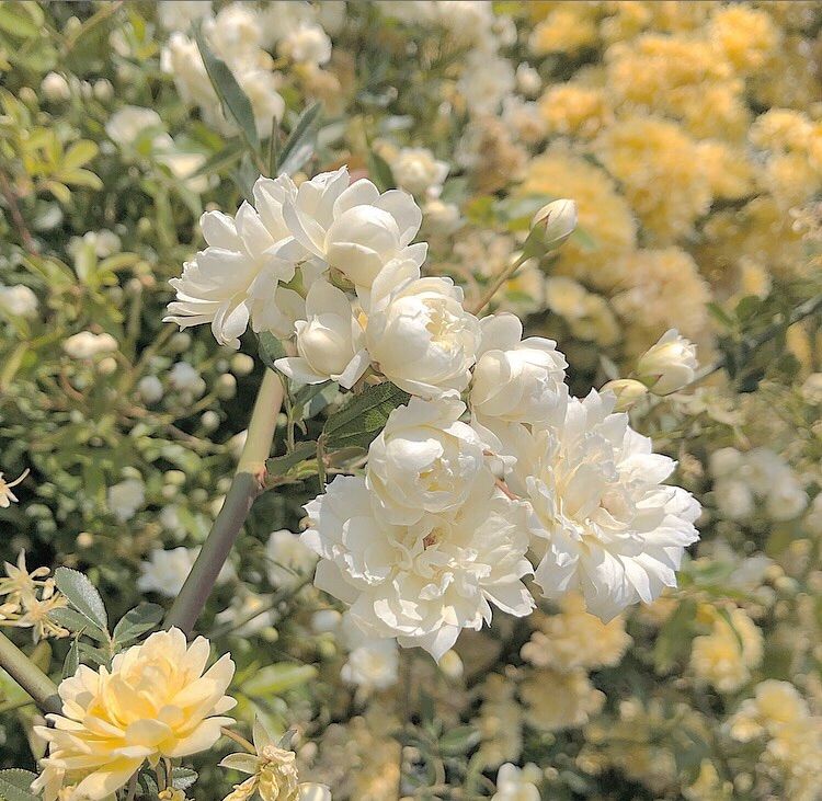 SAKURA様