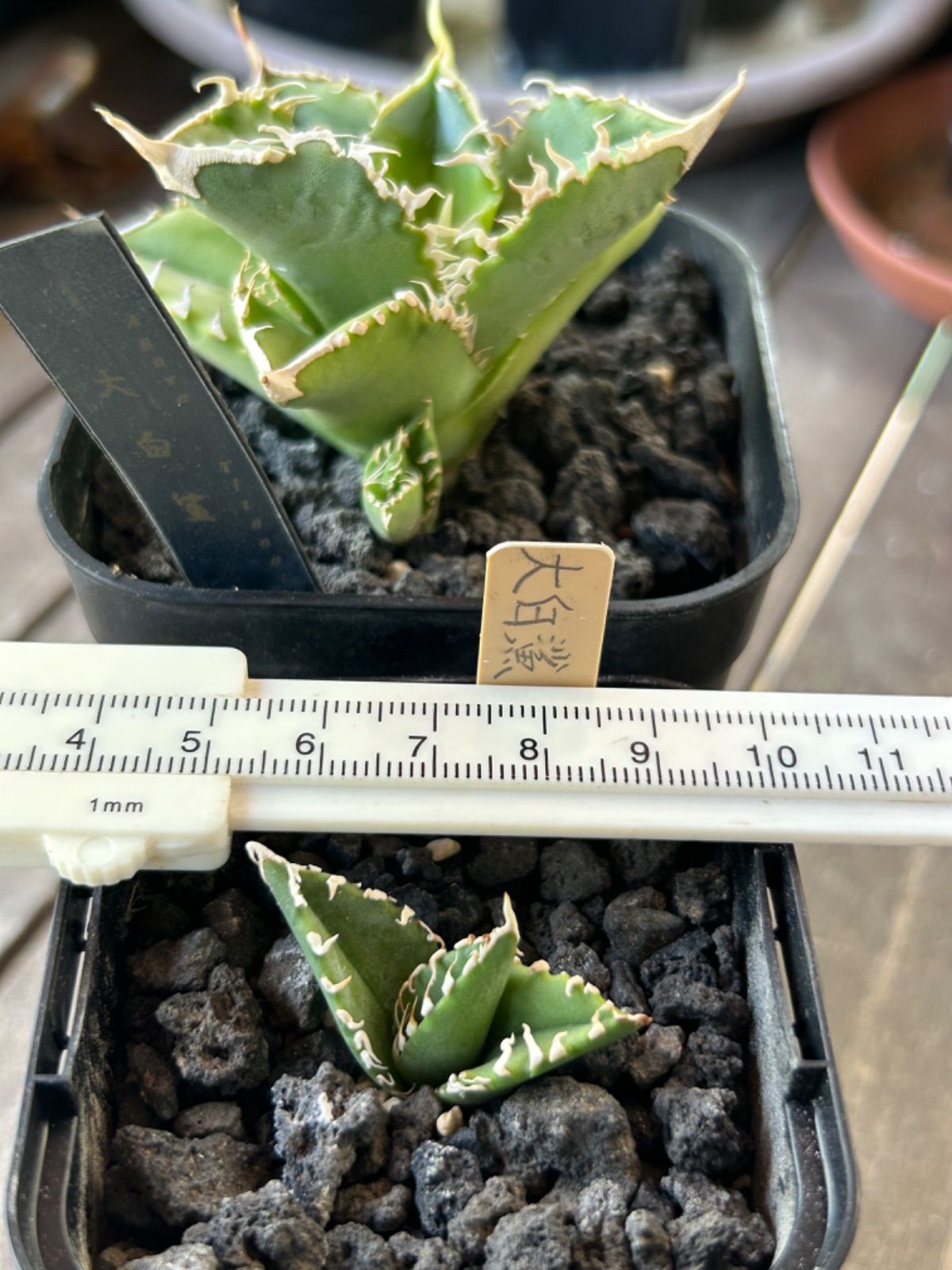 毒刺産 亞瑟王 キングアーサー KING ARTHUR アガベ チタノタ アガベ