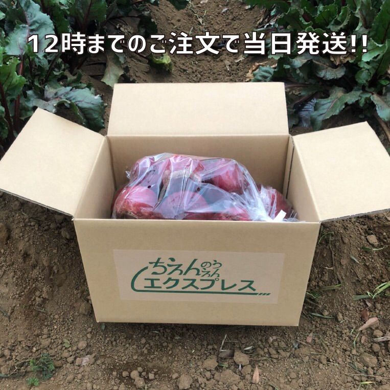 【農家直送】新鮮ビーツ ２kg【農薬不使用】【神奈川県産】-5