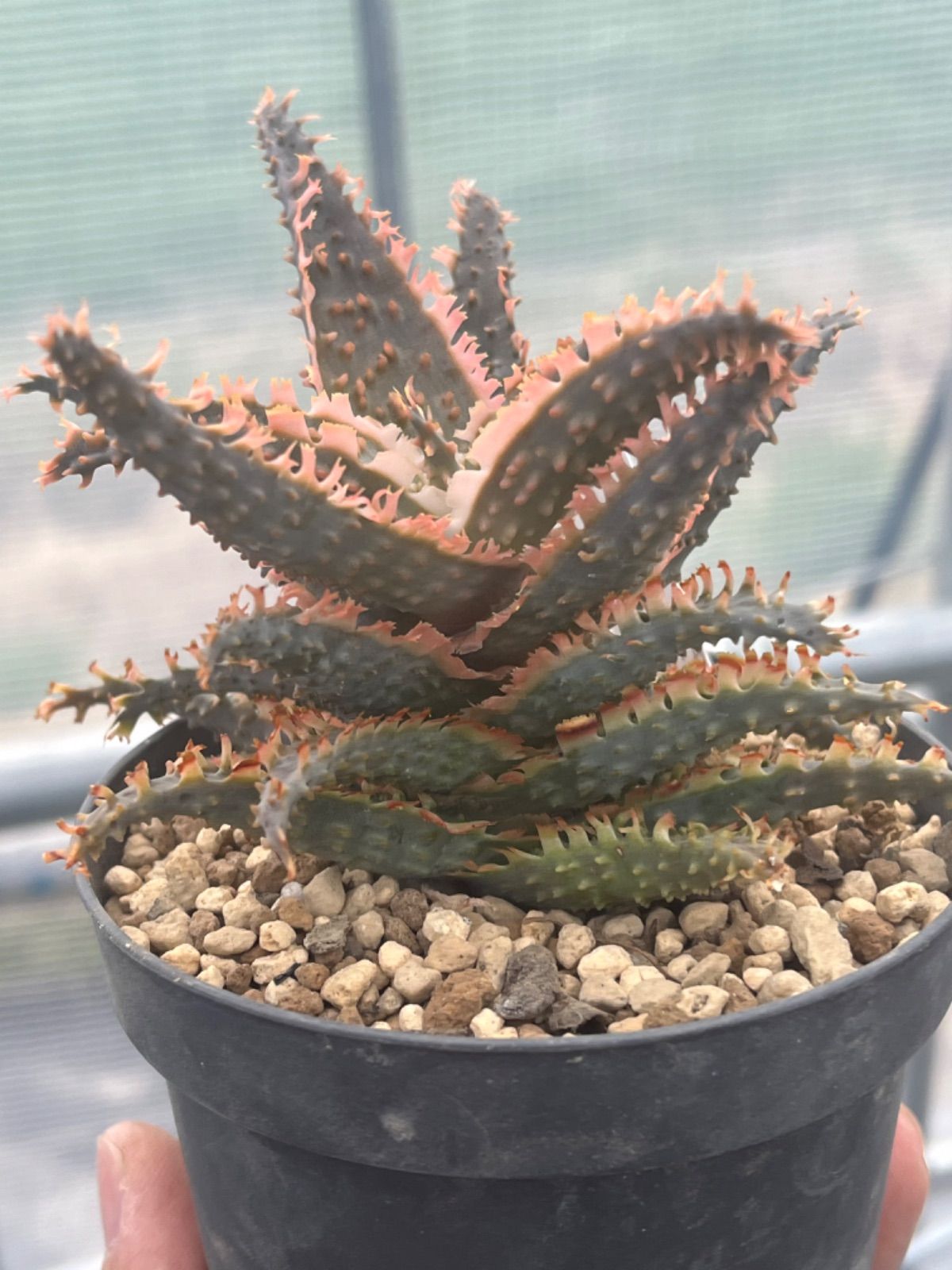 アロエ TCT ハイブリッド テンプラPUP aloe hybrid Tempra - 観葉植物