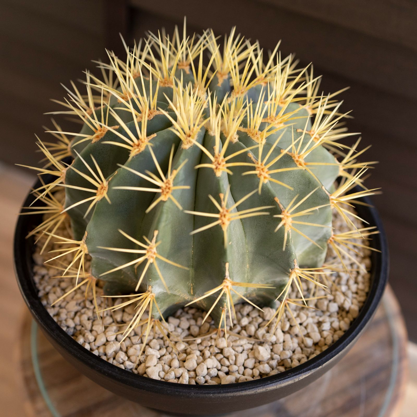 発根済】24cm 王冠竜 フェロカクタス ブルーバレルカクタス