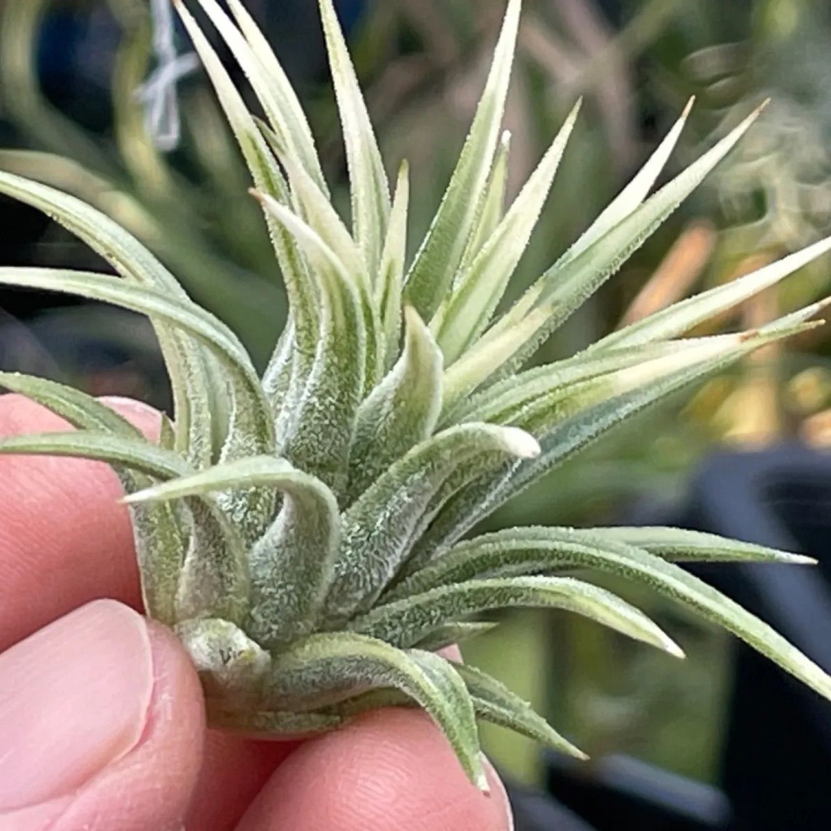 チランジア イオナンタ アルボマルギナータTillandsia ionantha