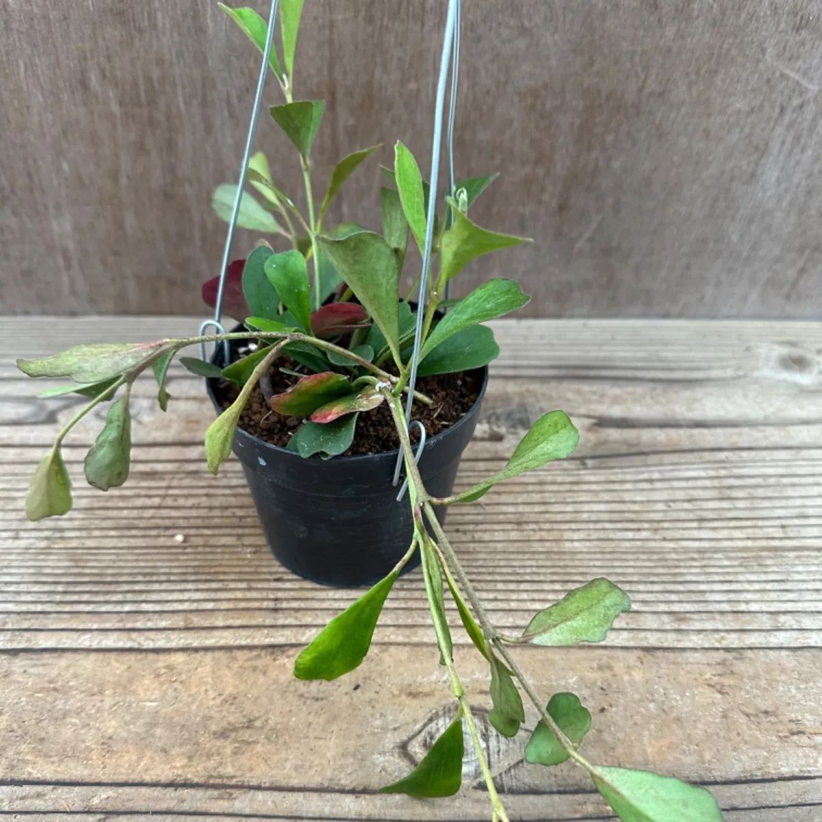 ホヤ マニプレンシス① サクララン 桜蘭 3号 Hoya manipurensis 観葉