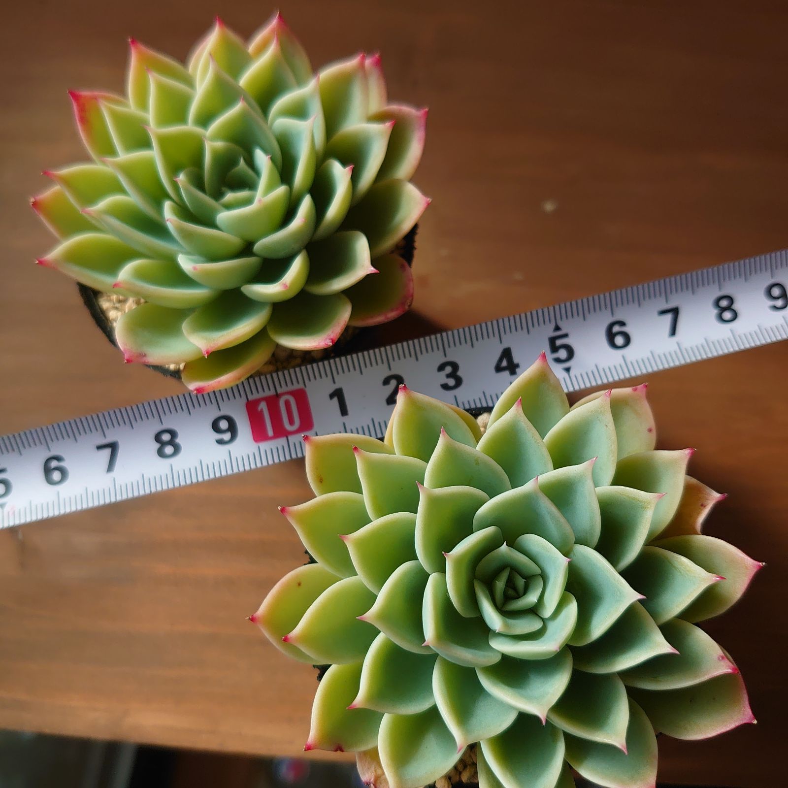 多肉植物 パンジー 抜き苗2ポットセット(2) - メルカリ