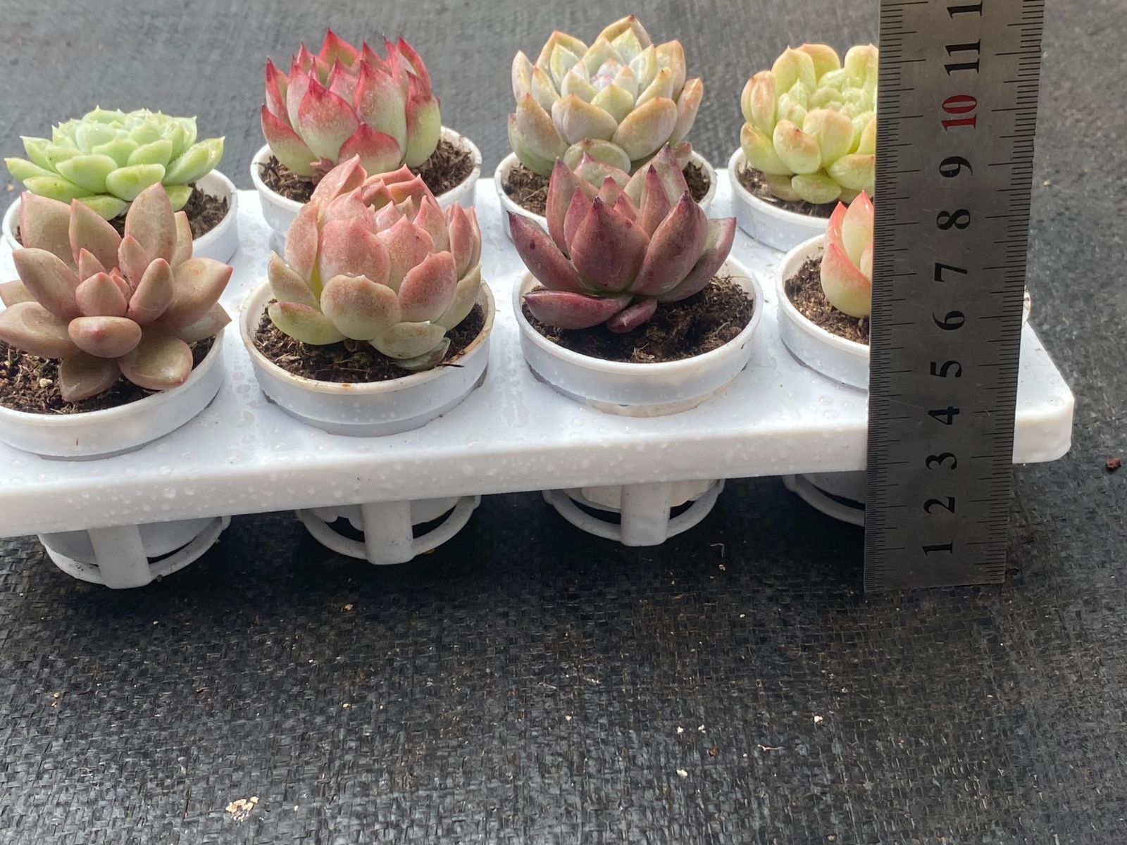 ☆まるちゃん☆多肉植物エケベリア❗訳あり苗＆在庫処分セット❗寄植えMIX ☆まるちゃん☆多肉植物エケベリア❗訳あり苗＆在庫処分セット