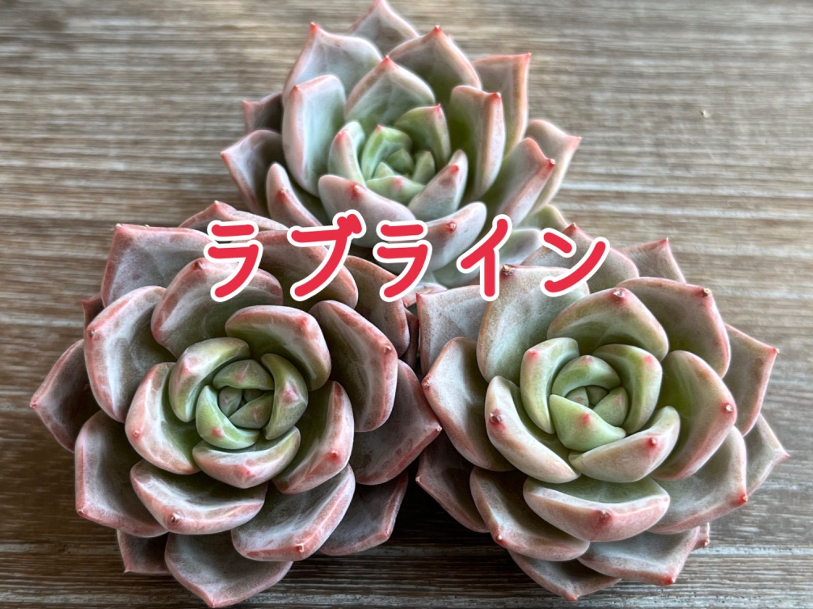 新入荷】エケべリア 韓国苗 スノーライン 多肉植物 s_6104 スノー