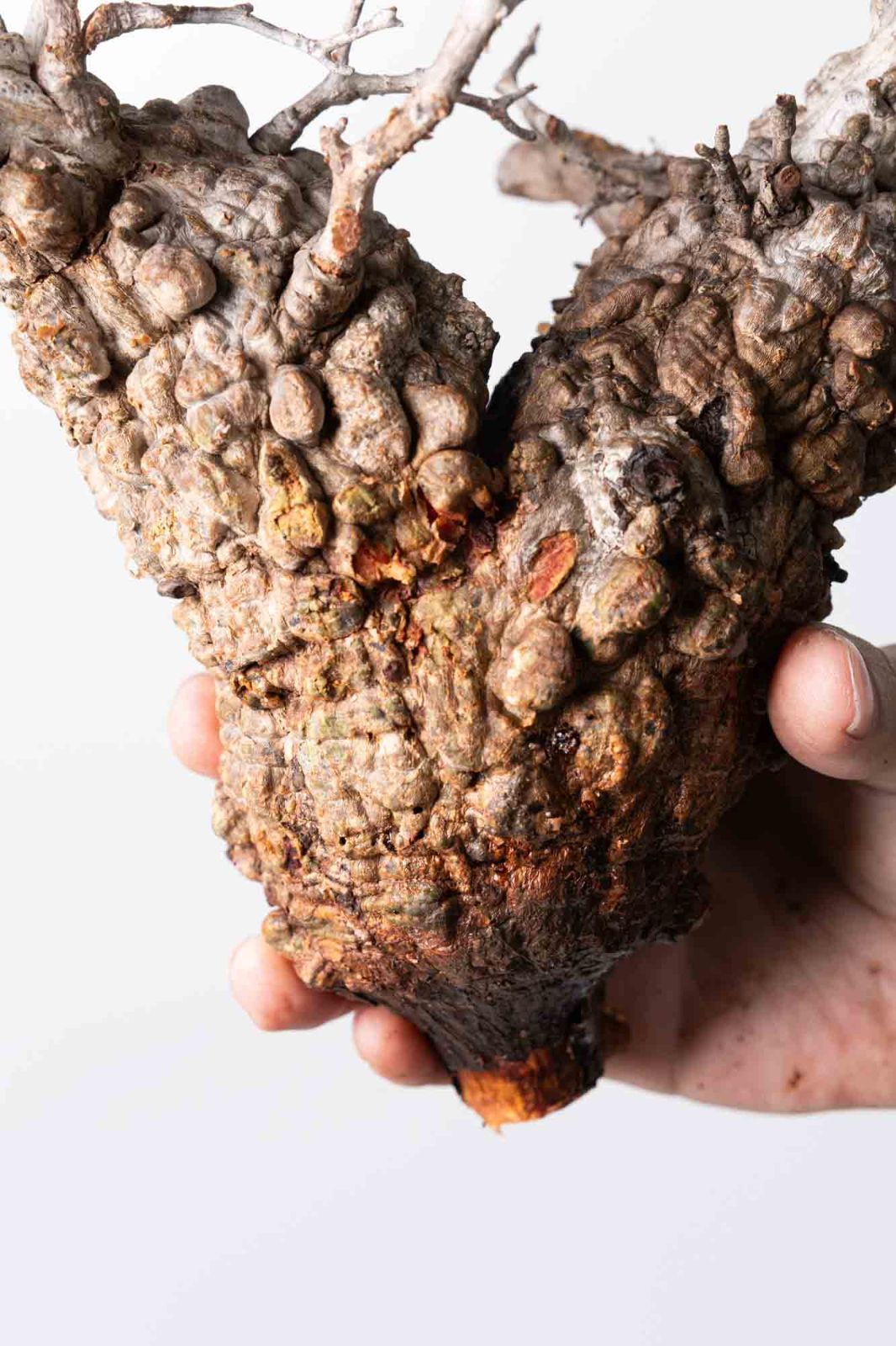 MP112 オペルクリカリア パキプス コーデックス ベアルート株