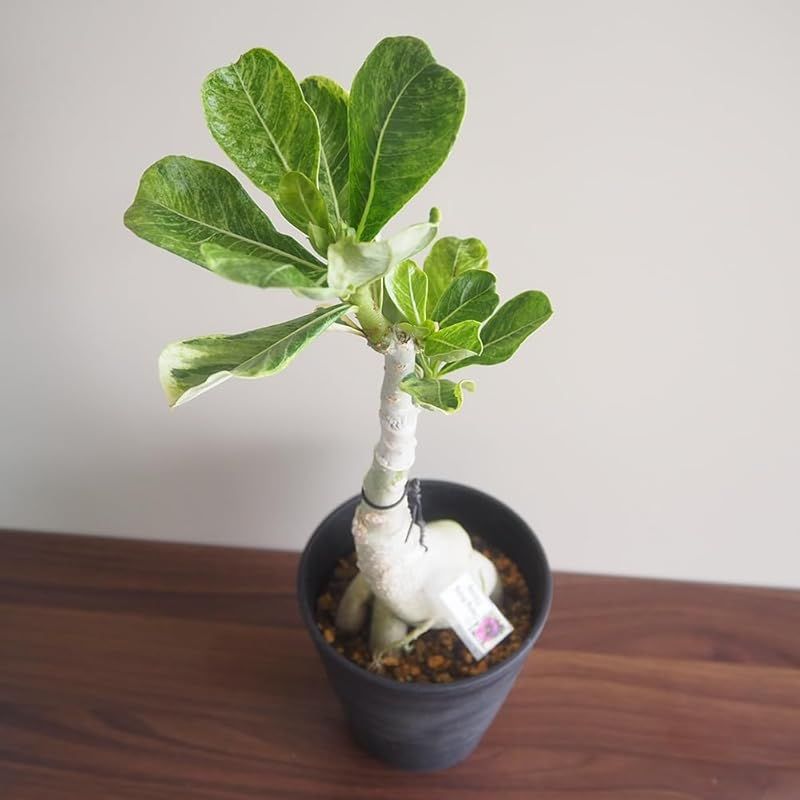 ＩＴＡＮＳＥ アデニウム オベスム 斑入り Dang Rung Thong 4号 1個売り 観葉植物 塊根植物 コーデックス 学名 Adenium obesum タイプ キョウチクトウ科 別名 砂漠のバラ デザートローズ オベサム タイ原産 葉