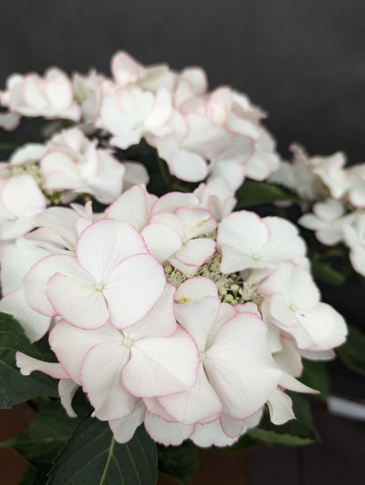 フリスビーペティコート 5号鉢 紫陽花 - メルカリ