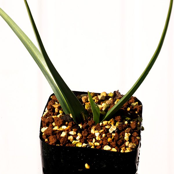 isla del pescado - Eriospermum multifidum-エリオスペルマム