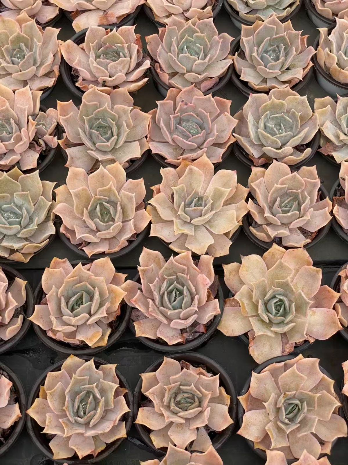 新入荷 サンシャインバラ ZM1744×50鉢 抜き苗 多肉植物 アエオニウム エケベリア サボテン 韓国苗 YUZUMIYA_COM