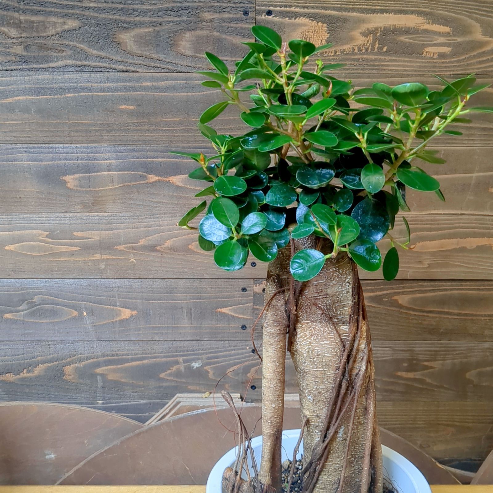 多肉植物 ハオルチア 台湾李氏実生 多肉植物 ハオルチア 台湾李氏実生7 氷河の門