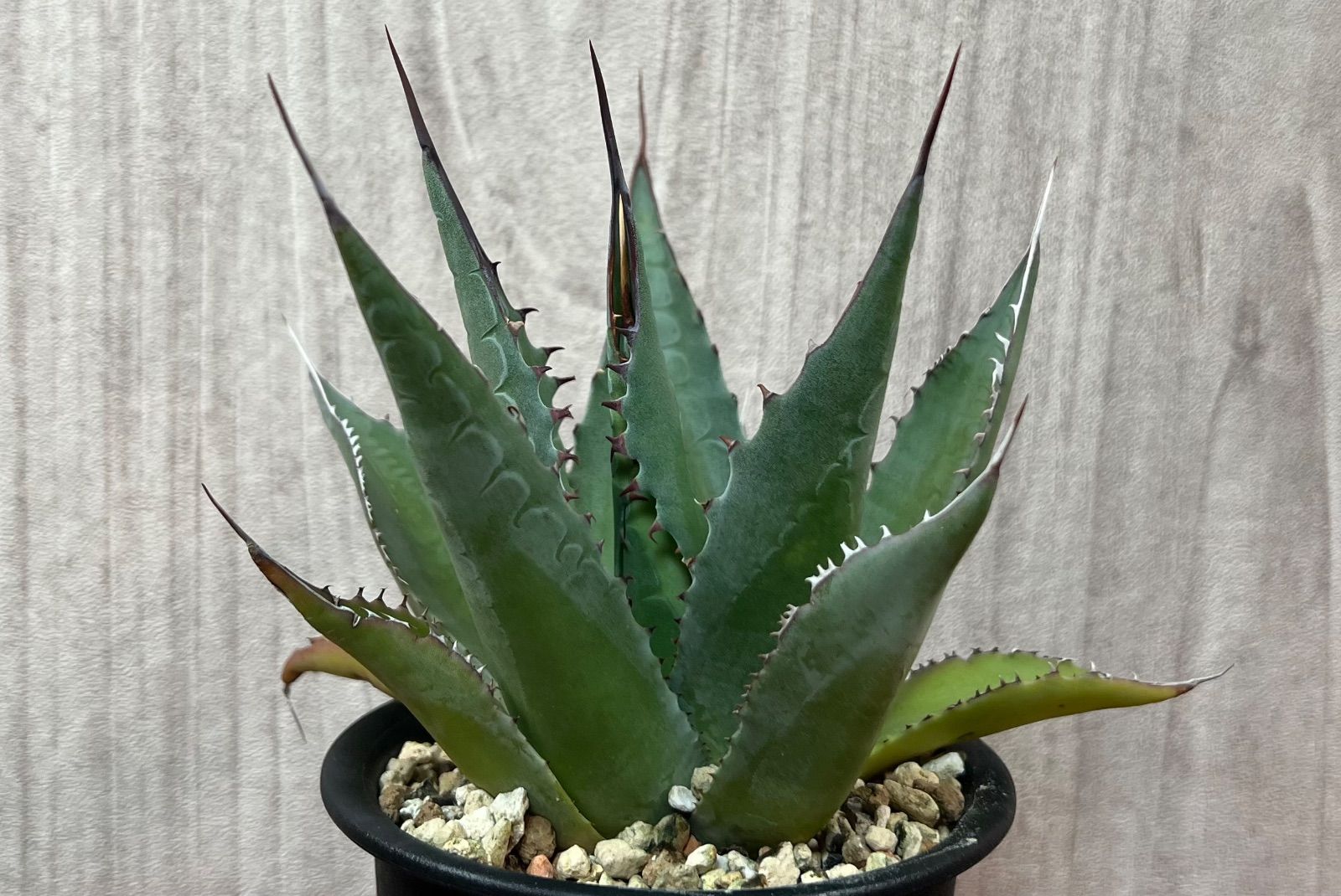 Agave/アガベ 'ShawParr' (Shawii x parrasana) シャウィー×パラサナ