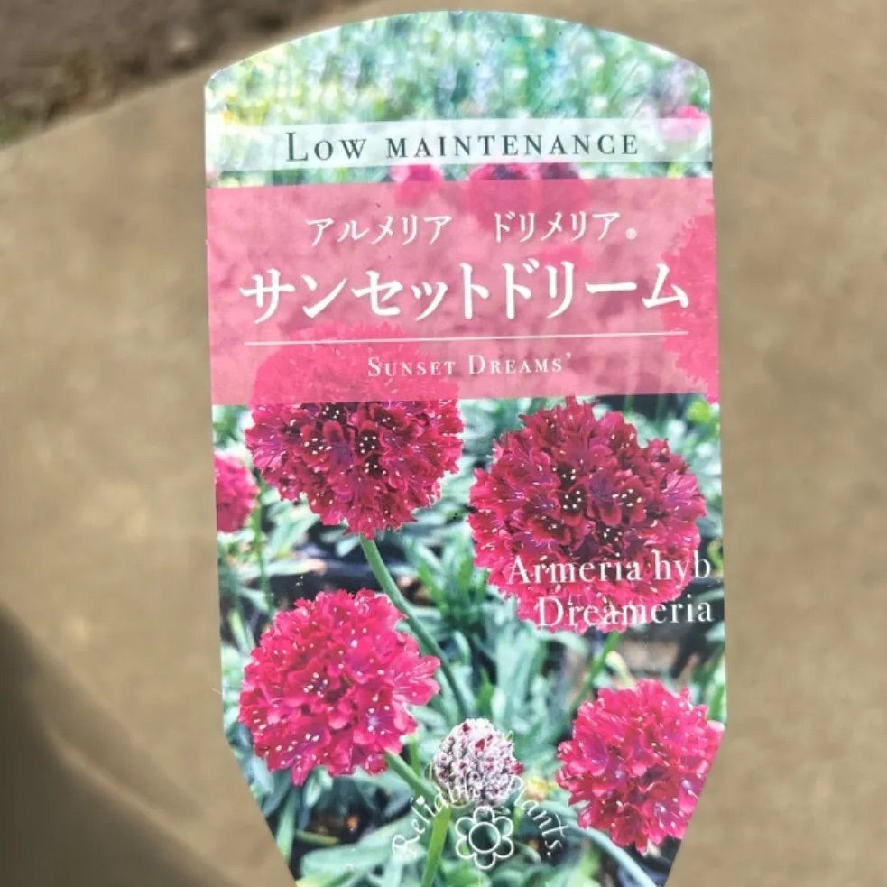 カサブランカアルメリアセット