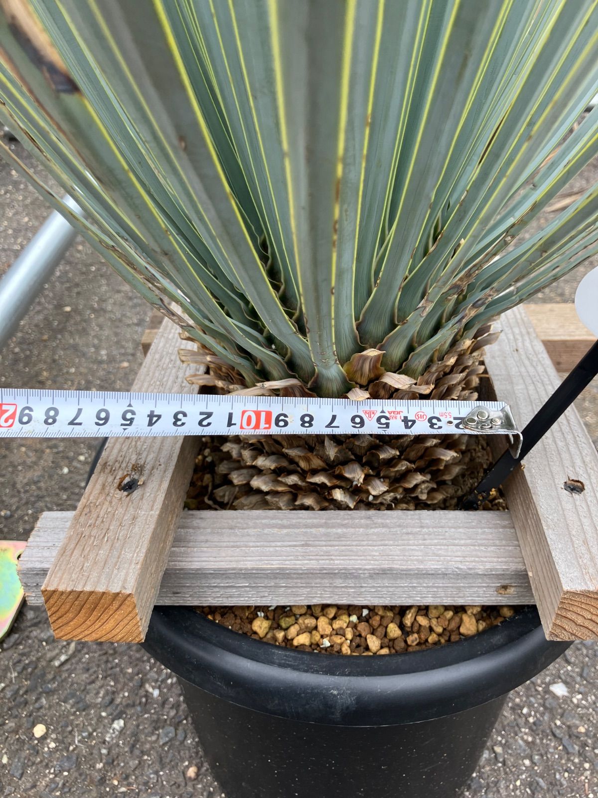 ユッカ マルデヌベス ロストラータ - メルカリ