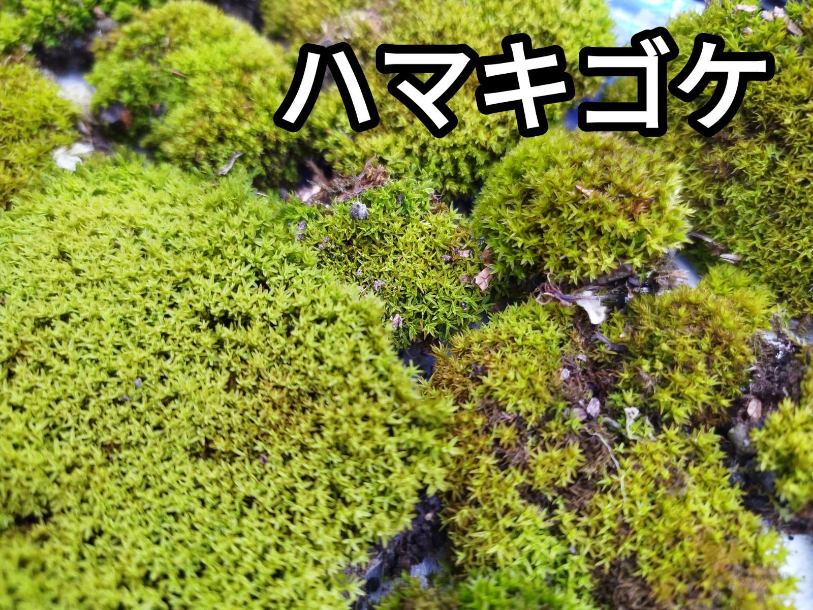 たっぷり苔セット