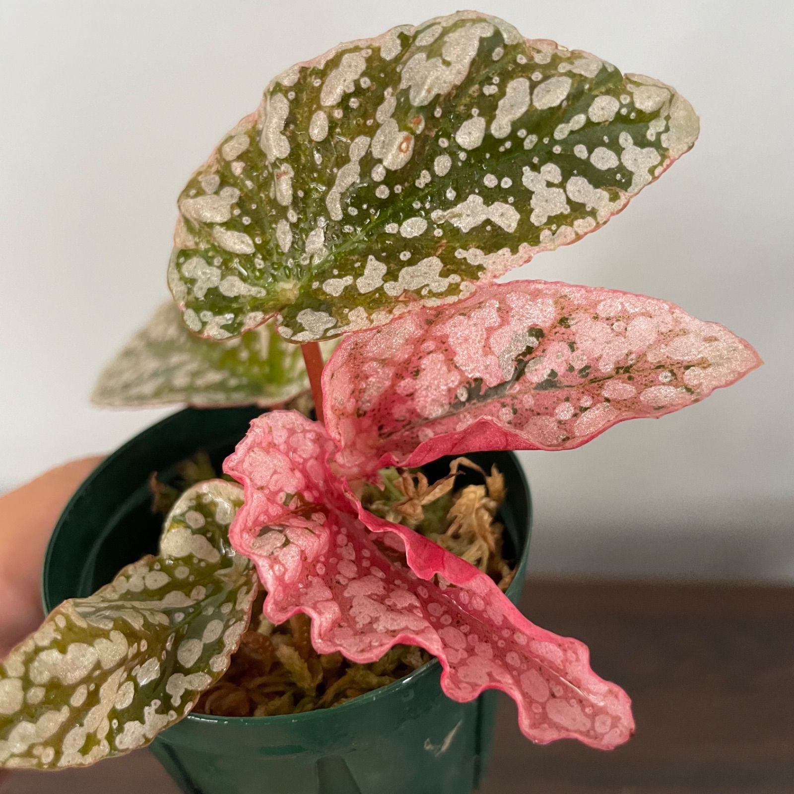 ベゴニア スノーキャップド 斑入り Begonia Snow capped