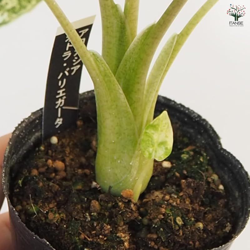 斑入り●緑葉に不規則に入る白やクリーム色の斑が特