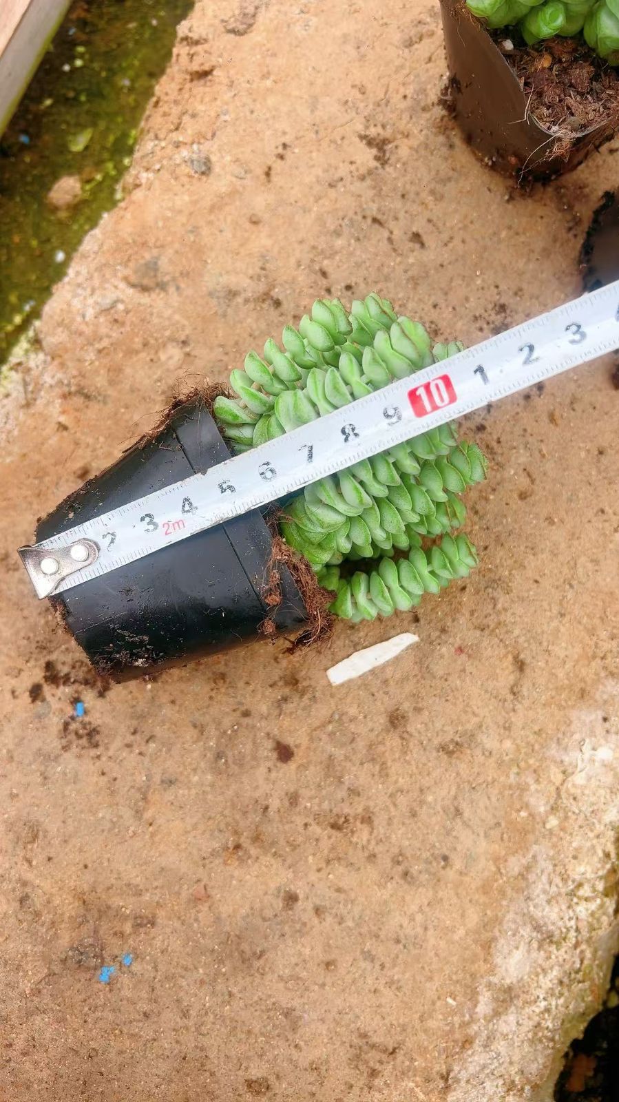 70株の抜き苗セット 数珠星 多肉植物 佐川急便発送 エケベリア 韓国苗 LL2515