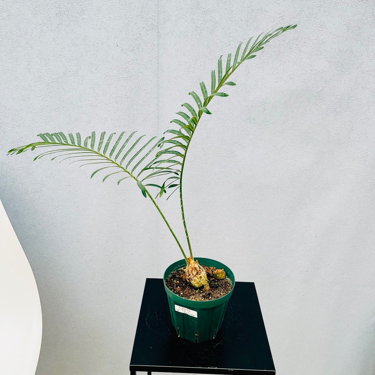 サイカス　タイシルバー　10号鉢つき　希少種❗葉6枚❗ サイカス タイシルバー 10号鉢つき 希少種❗葉6枚❗ 現品］※