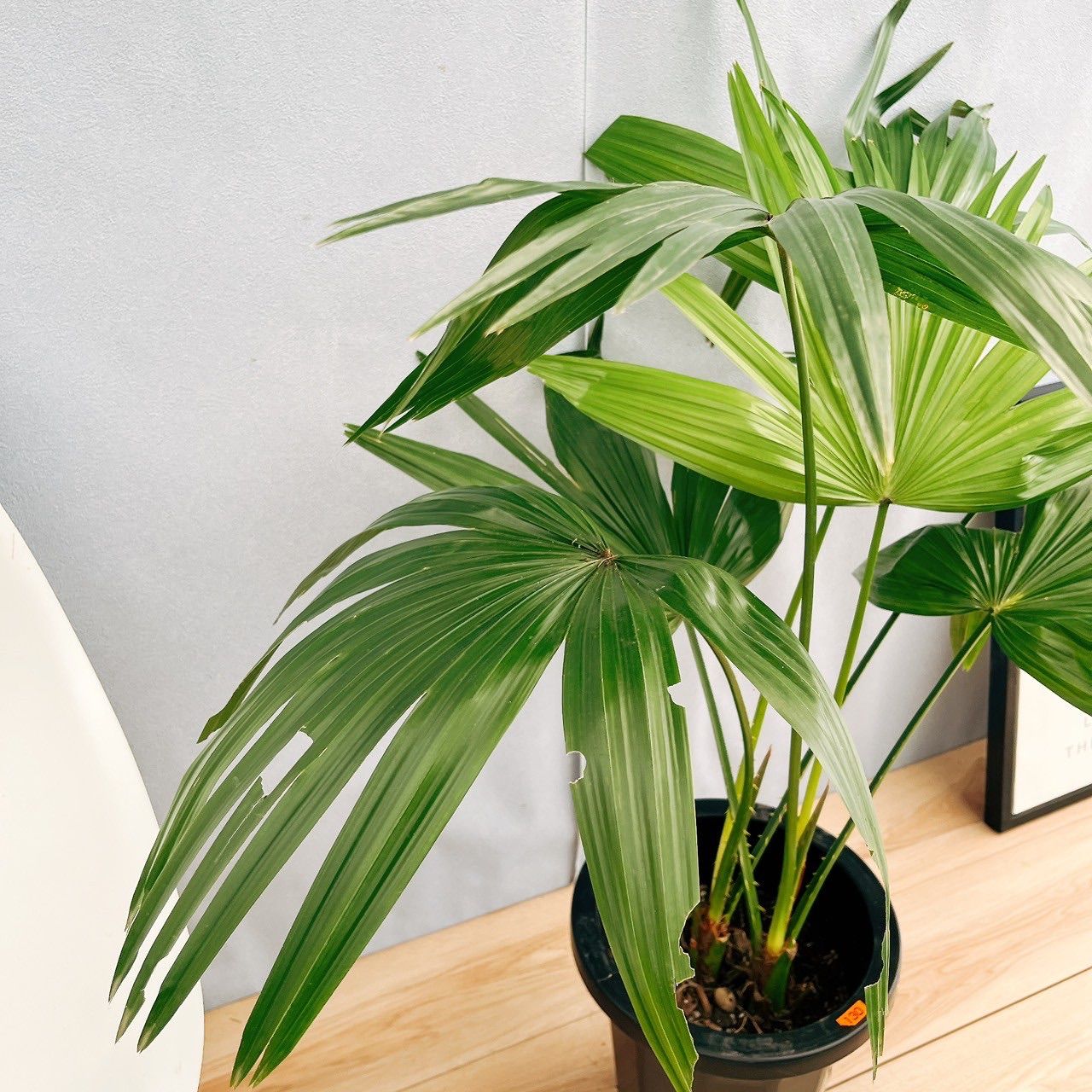 ［現品］C3 ビロウヤシ　8号　観葉植物　大型　ヤシ　南国風　おしゃれ 現品］C3 ビロウヤシ 8号 観葉植物 大型 ヤシ 南国風 おしゃれ