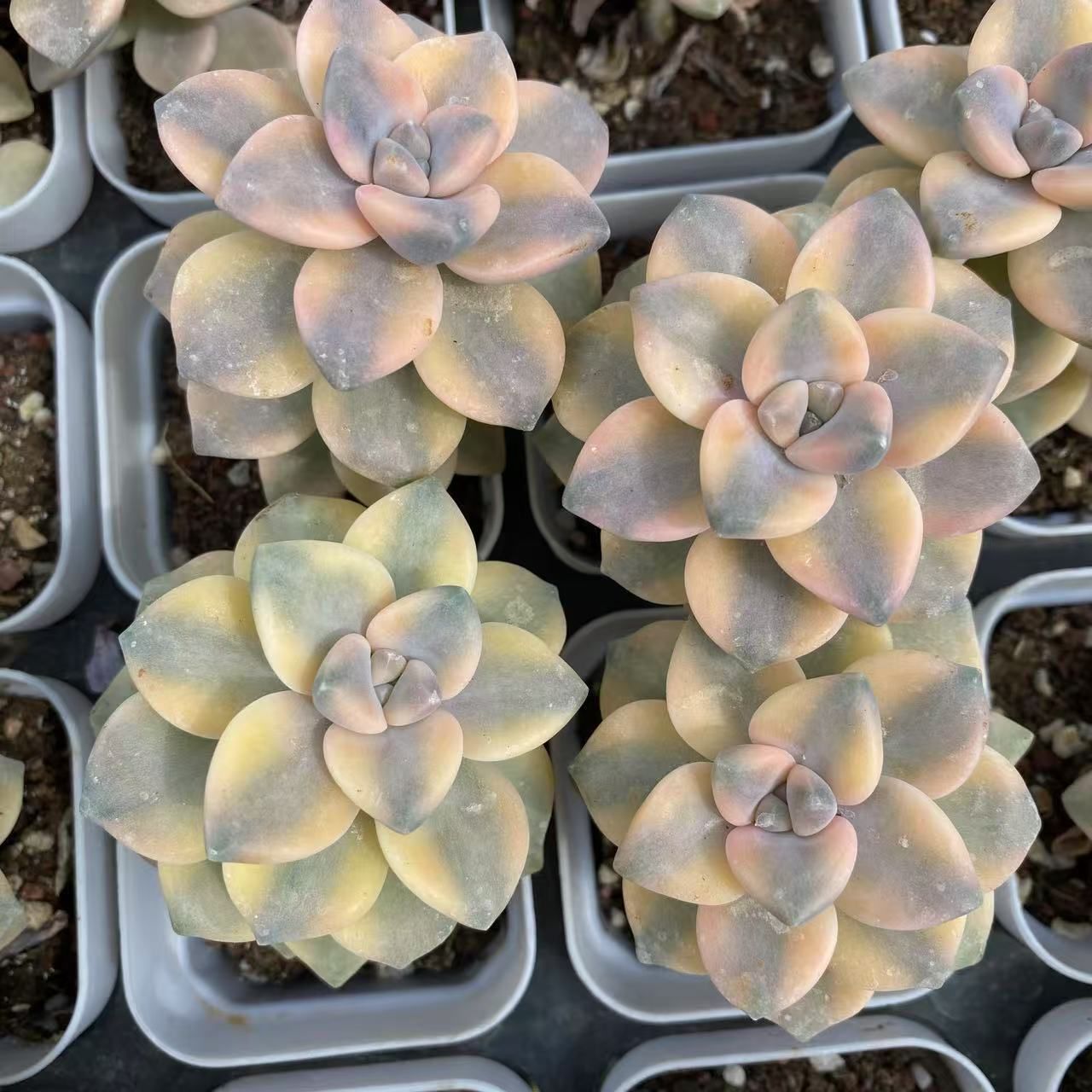 ベ*コ様 C2040×35株 ジプシー錦 抜き苗 多肉植物 エケベリア サボテン 楽天市場】エレン錦 カット苗 グラプトベリア Mサイズ 5.5cm