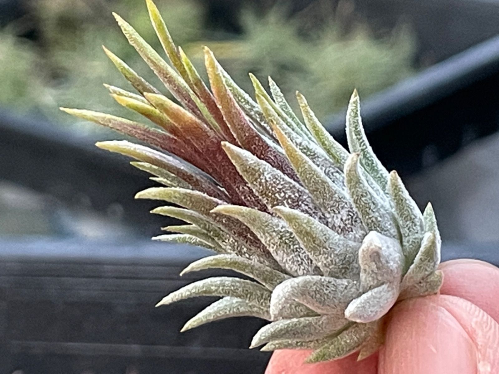 チランジア イオナンタ ディファレンテ/ディファレント Tillandsia