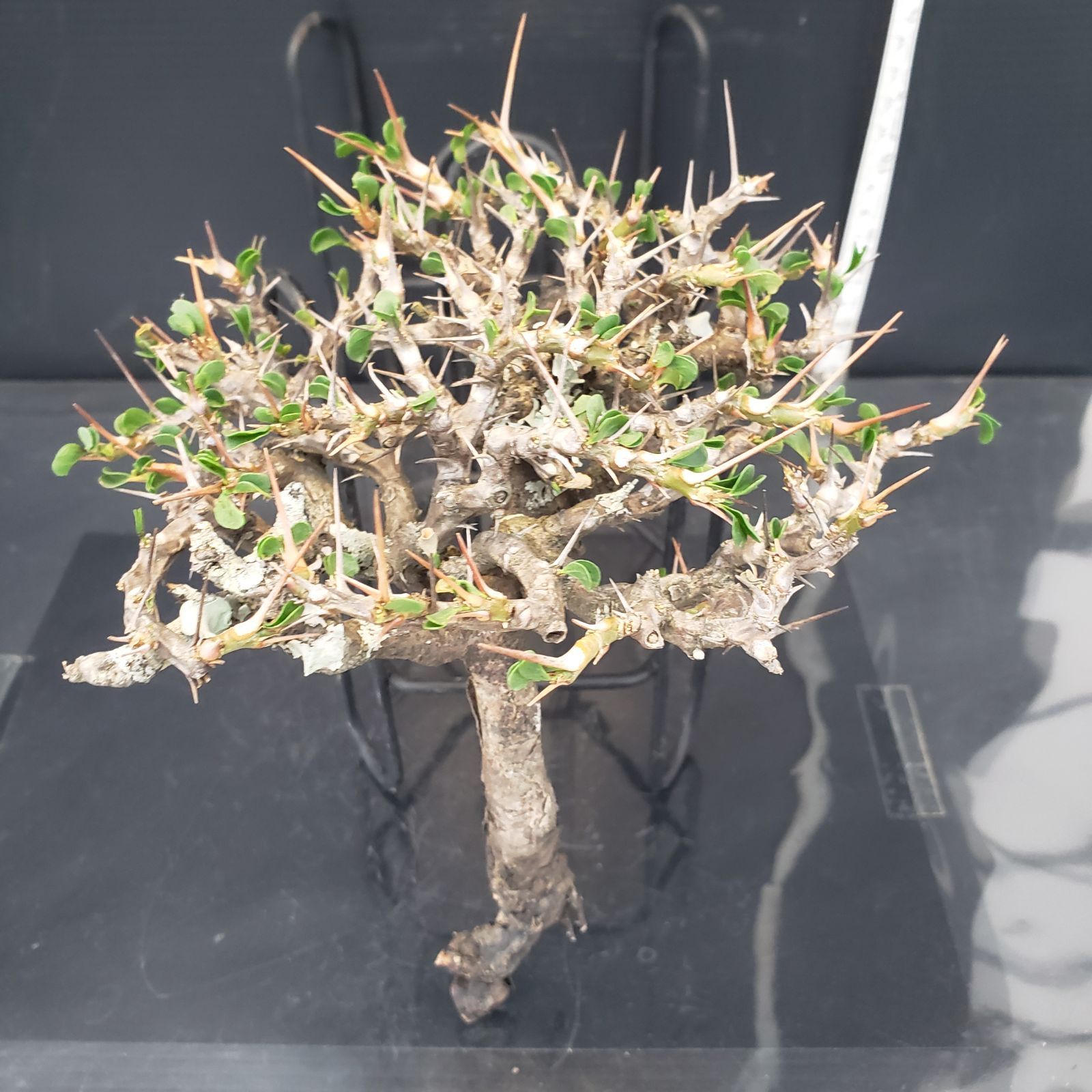 モンソニア（サルコカウロン）・バンデリエティアエの発根管理
