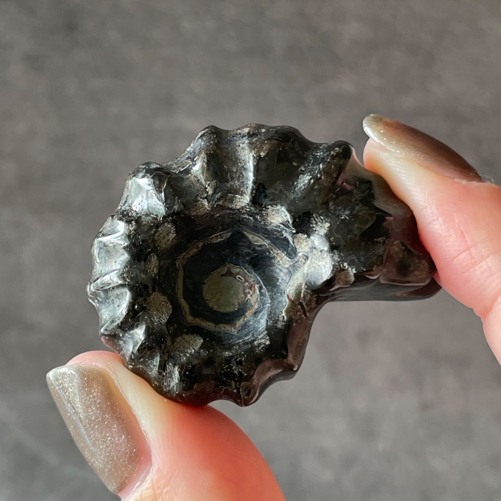 Ammonite アンモナイト|化石|天然石 パワーストーン 鉱物 gem