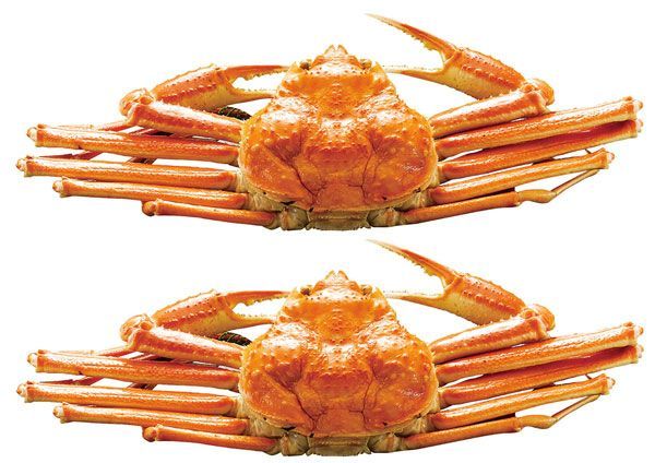 未来的な ボイル ずわいがに 姿｜カニ450g×2杯｜贈物 プレゼント お中元 お歳暮 敬老の日 お礼