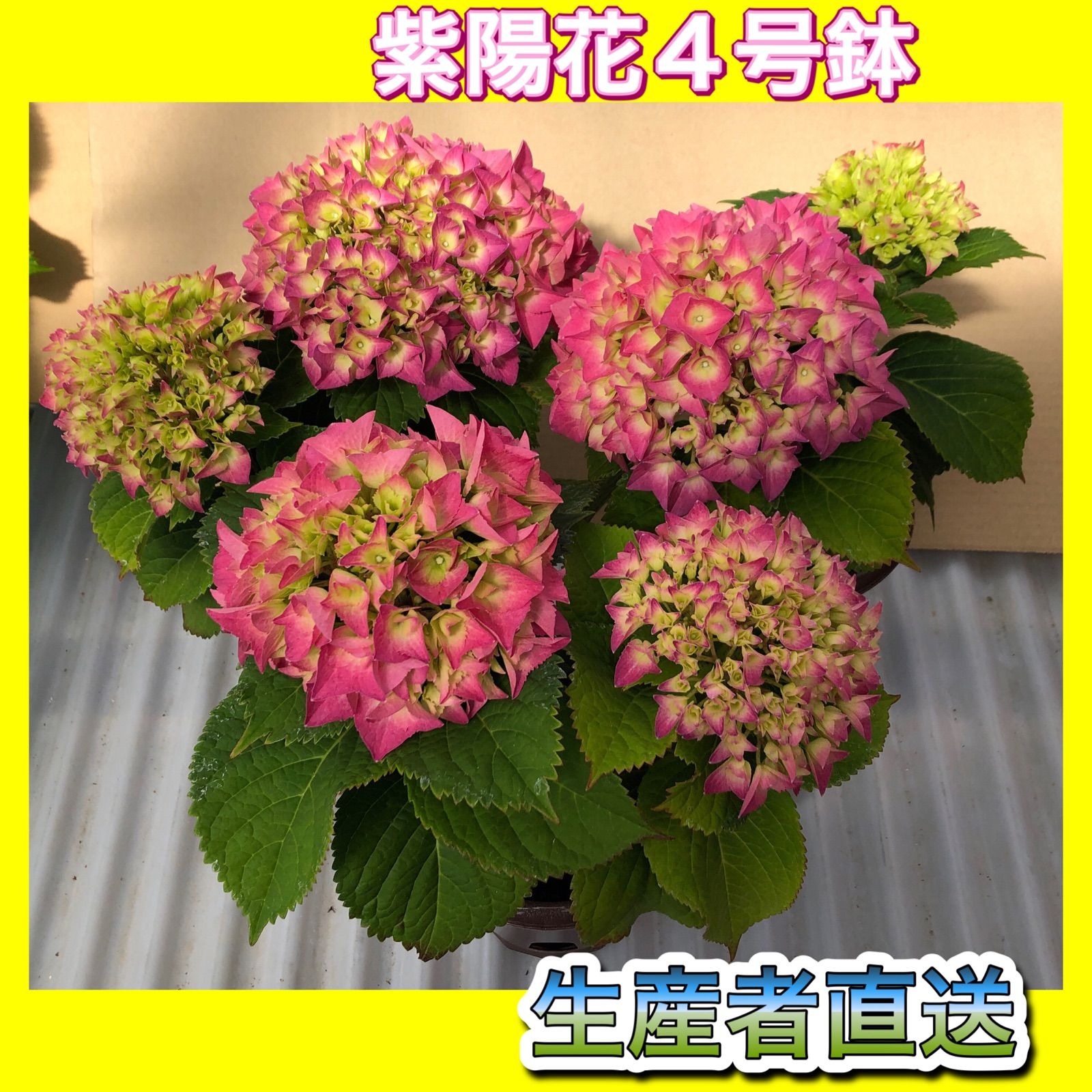 紫陽花　ハイドランジア　3鉢セット